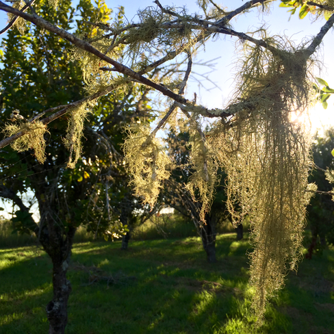 usnea on branch